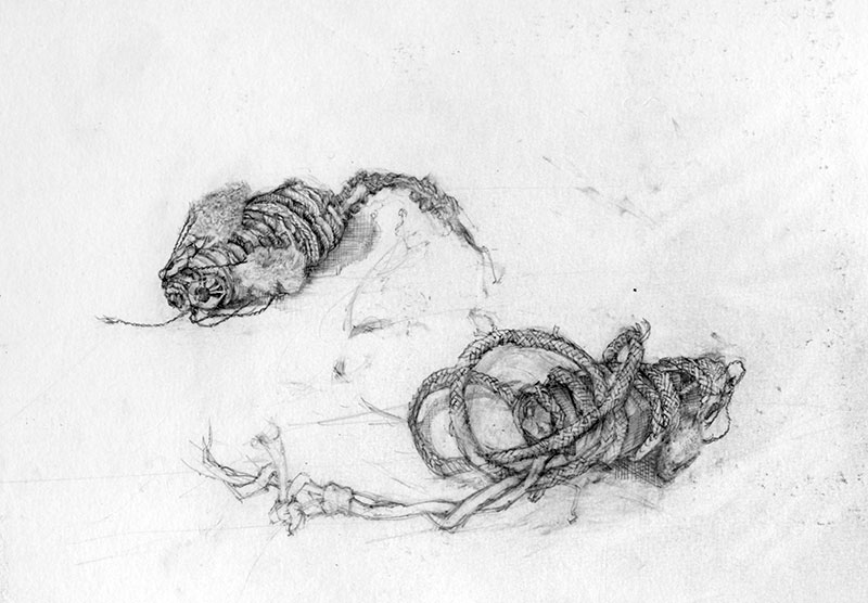 cat toy drawing