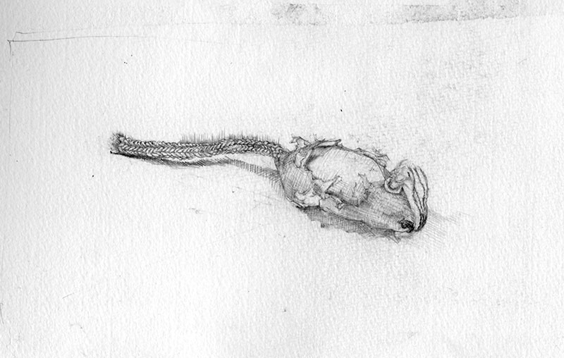 cat toy drawing