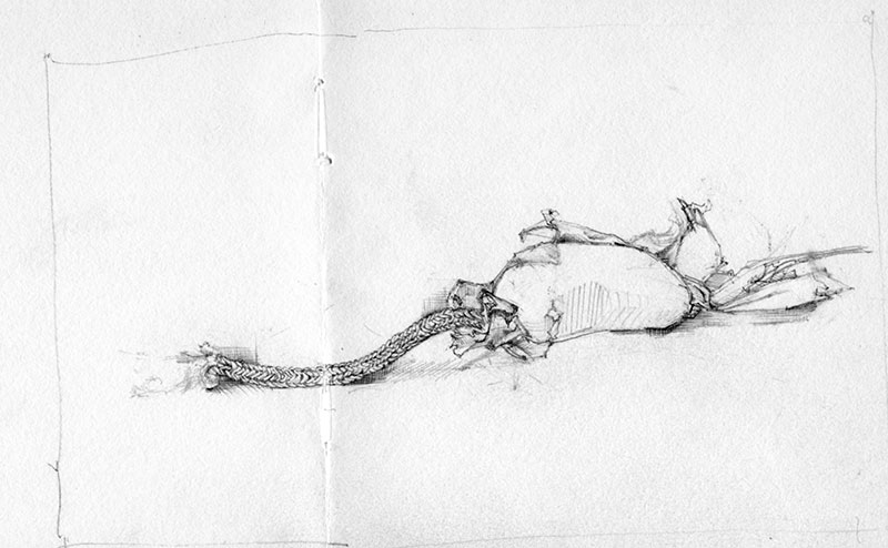 cat toy drawing
